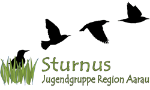 logo sturnus
