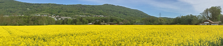 Rapsfeld im Rohrer Schachen