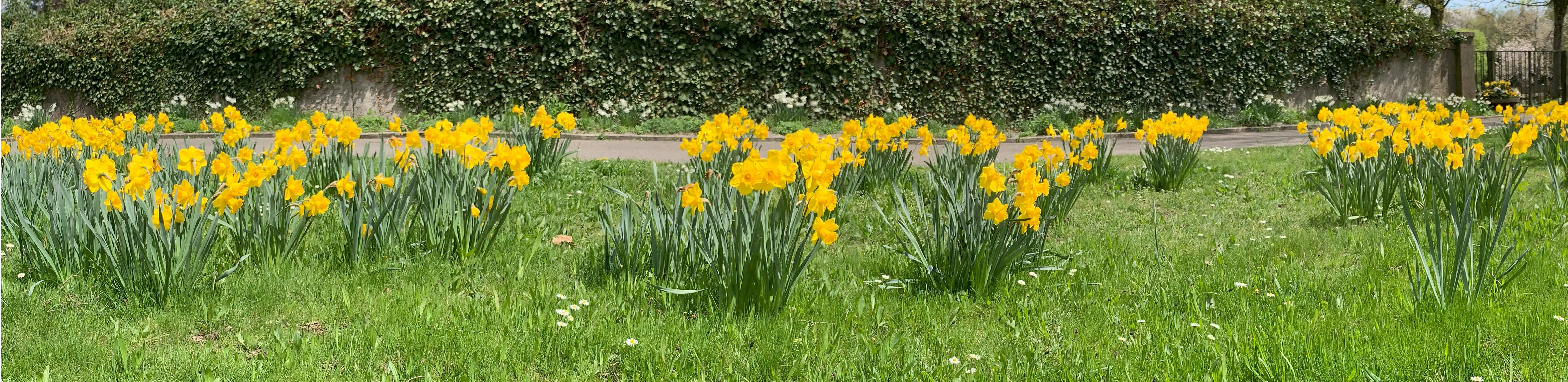 Panorama Osterglocken Kirche Rohr