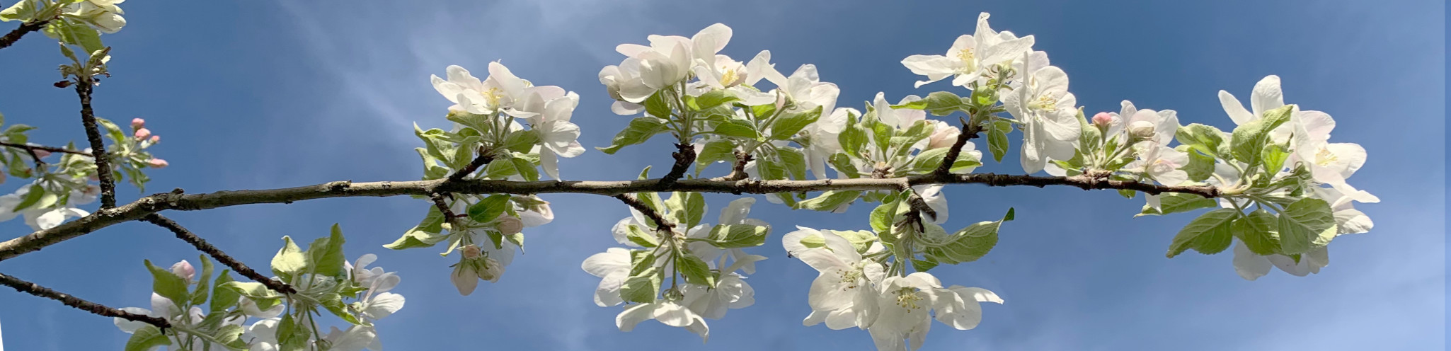 Apfelblühten Obstgarten Schürmatte Rohr
