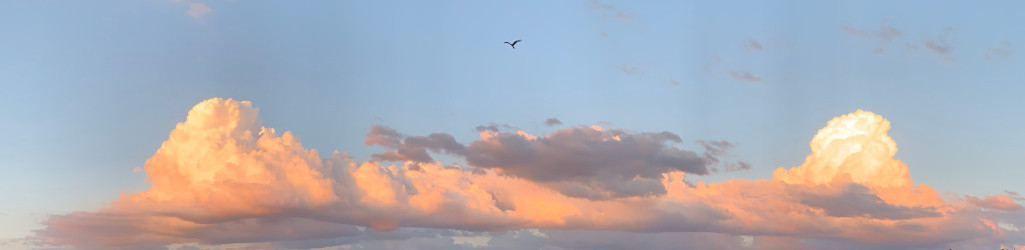 Vogelgruppe auf dem Telefondraht