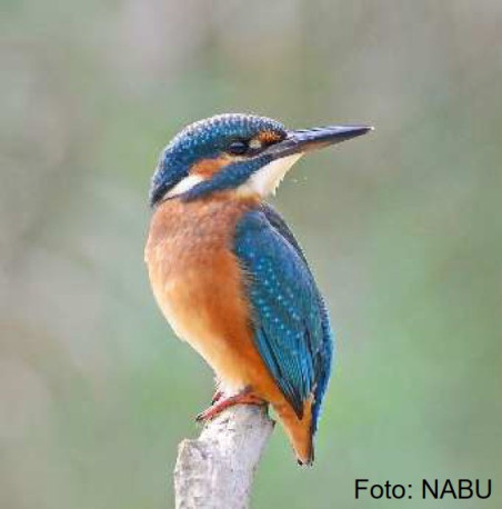 Vogelnest