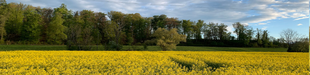 Rapsfeld im Rohrer Schachen