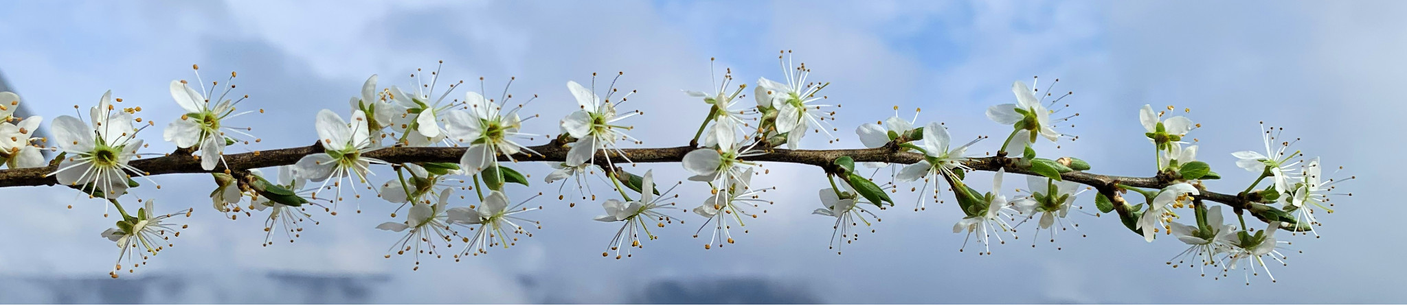 Schwarzdorn im Schachen